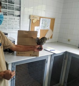 Búho rescatado en Alboraia