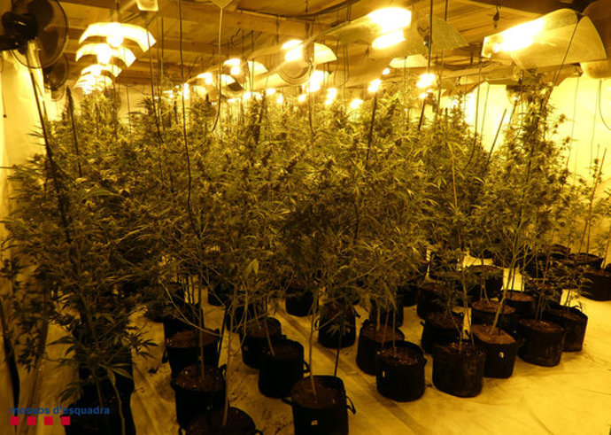 La nau industrial amb 1.204 plantes de marihuana als Garidells, a l'Alt Camp (Horitzontal).