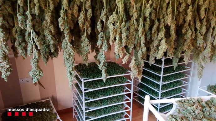 Sucesos.- A prisión por cultivar marihuana en dos casas en Sant Esteve de Sesrov