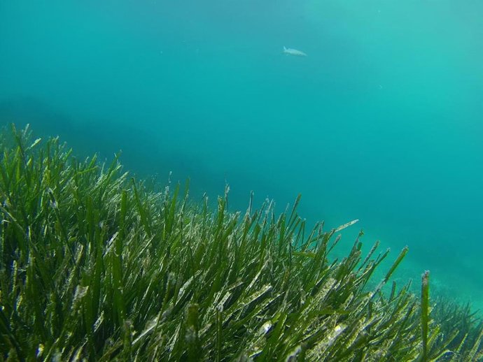 ZEC Costa Norte de Menorca.