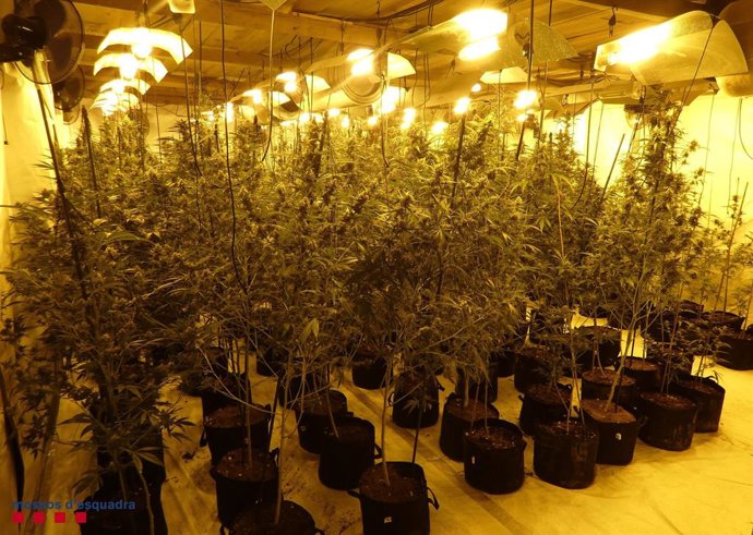 Desarticulen un grup criminal especialitzat en el cultiu de marihuana a Tarragona