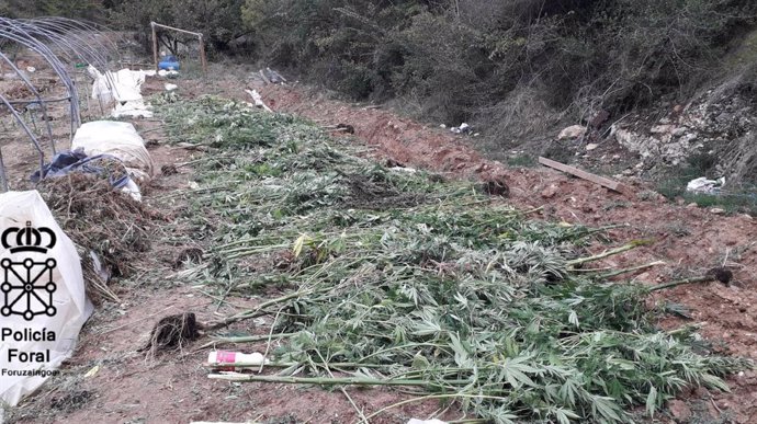 Plantación de marihuana localizada en el Valle de Allín
