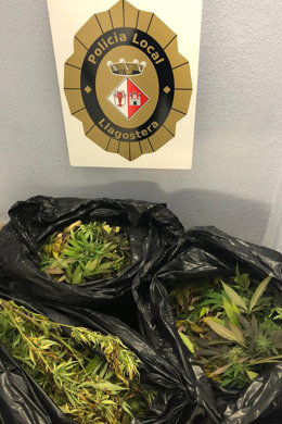 Pla detall de la marihuana comissada a Llagostera (Girons) l'11 d'octubre del 2020. (vertical)
