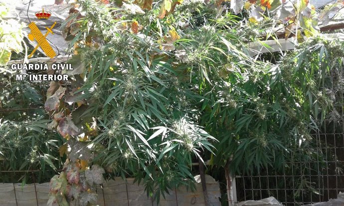 Almería.-Sucesos.-Guardia Civil detiene a una persona por cultivar marihuana en 
