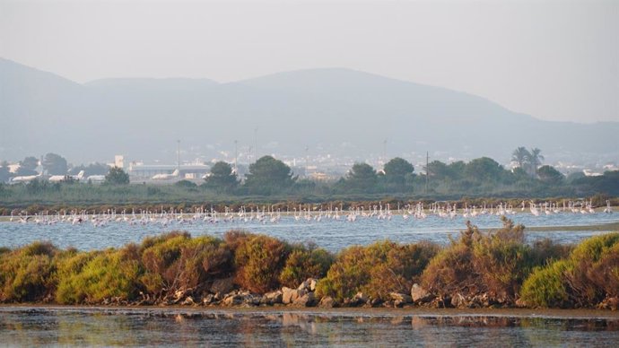 Flamencos en el Parque Natural de ses Salines de Ibiza.