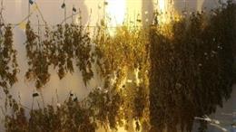 La Gurdia Urbana de Barcelona ha comissat 37 quilos de cogollos de marihuana ---la quantitat més alta que ha confiscat fins ara aquest cos-- i 1.880 plantes a dos locals dels barris del Poblenou i de la Vila Olímpica a Barcelona.