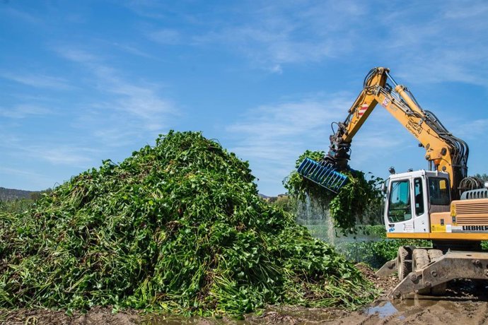 Recogida de camalote