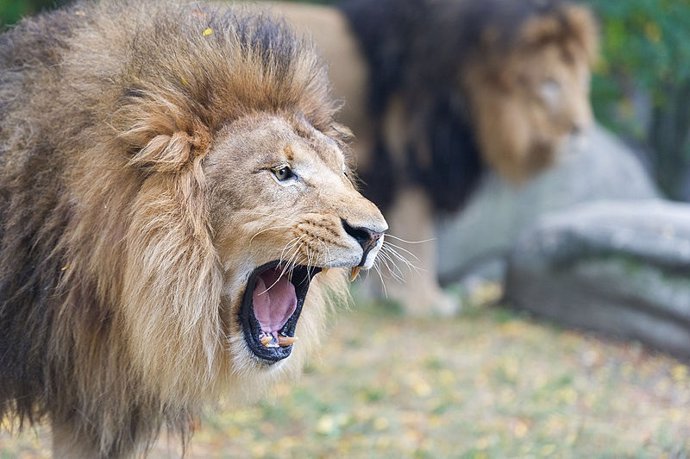 Técnicas de Inteligencia Artificial distinguen cómo ruge cada león