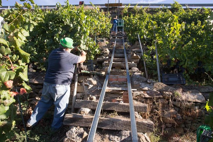 Dos vendimiadores cortan racimos de uvas en el viñedo de la Bodega Algueira de la D.O. Ribeira Sacra de Lugo durante la temporada 2020.