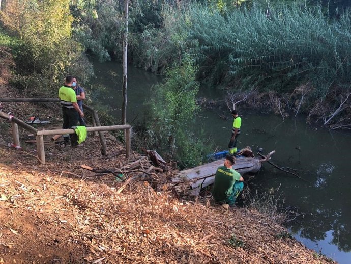 Tras el saneamiento se procederá a la replantación con especies autóctonas características del bosque de galería.