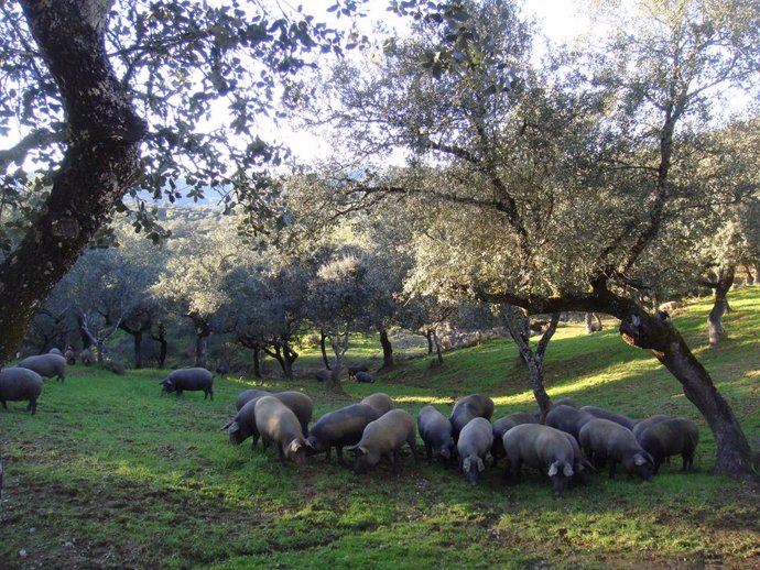 Extremadura recibirá 320.880 euros para ayudas a explotaciones de porcino ibéric