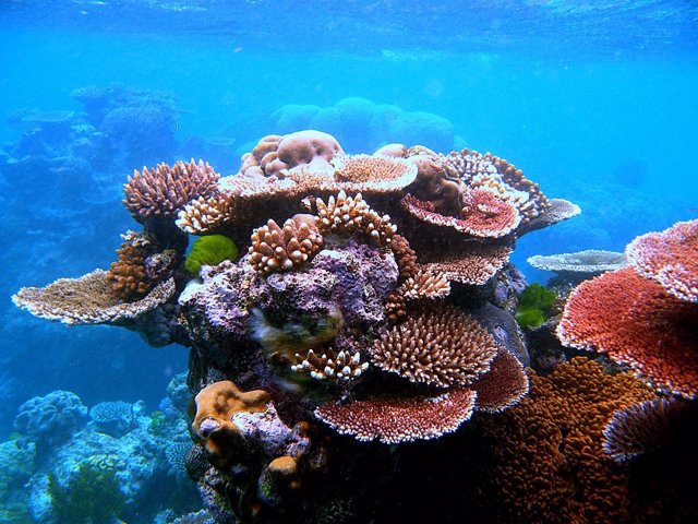 Grupo de corales