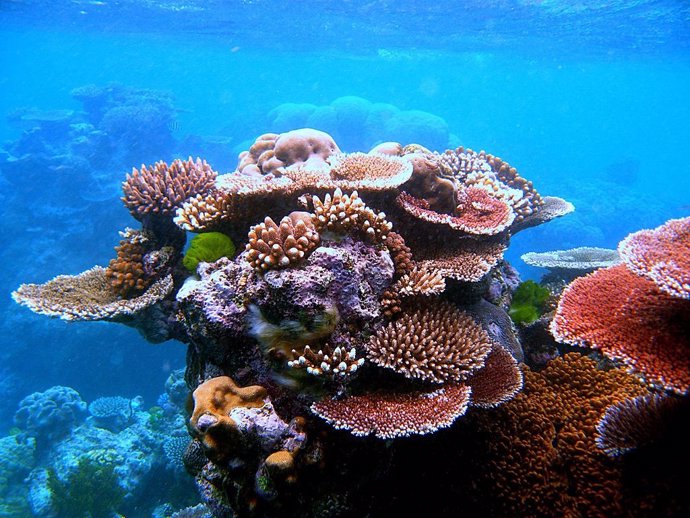 La Gran Barrera de Coral pierde la mitad de corales en tres décadas