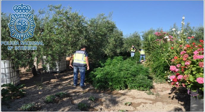 Una de las plantaciones intervenidas en Morón