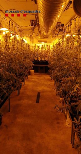 Desmantelada una plantación de marihuana valorada en 400.000 euros en Girona