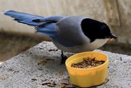 Las aves comparten comida con sus congéneres menos afortunados