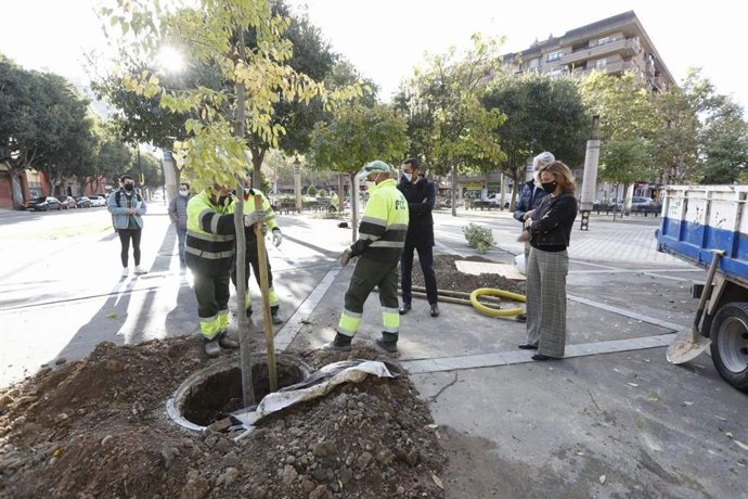El Ayuntamiento de Zaragoza plantará hasta fin de año más de 1.300 nuevos árboles en la ciudad