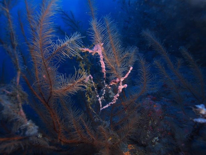 Canarias analiza el estado de conservación de los corales del archipiélago