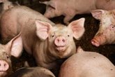 Foto: Un estudio advierte de que una cepa de coronavirus en cerdos podría propagarse a los humanos
