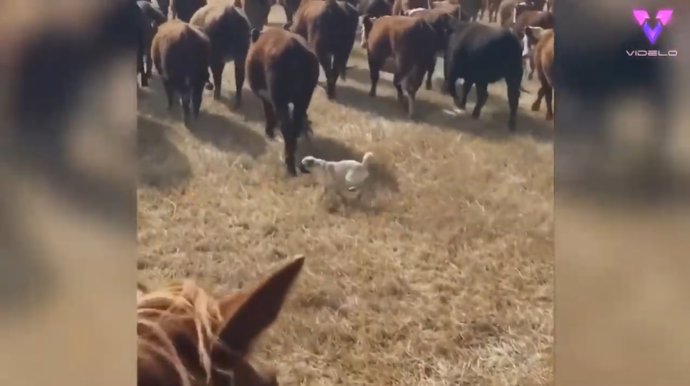 Dos carlinos hacen de perros de pastoreo con un rebaño de vacas y cabras