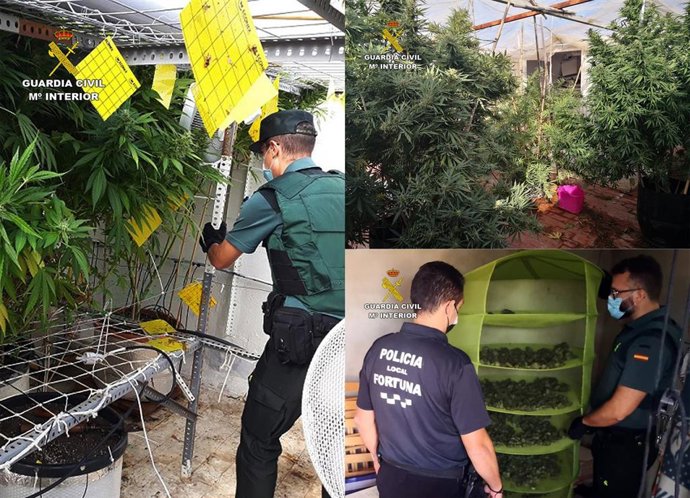 Los agentes, en las plantaciones intervenidas