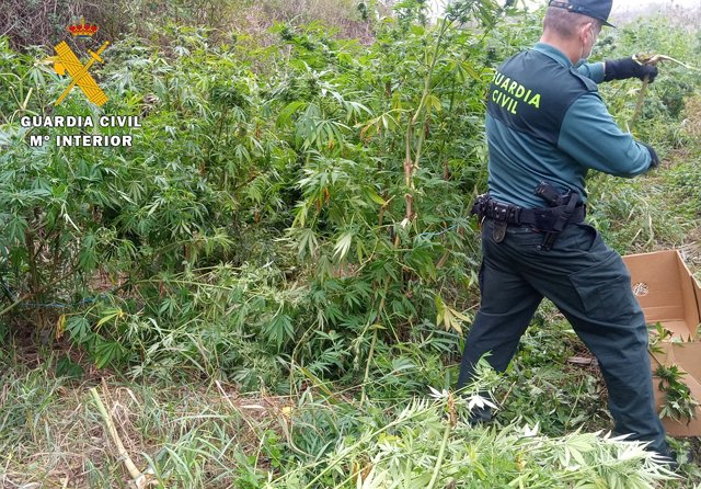 Plantación de marihuana descubierta por la Guardia Civil en un paraje de La Bureba, en la provincia de Burgos.
