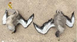 Investigados en Fuerteventura tres cazadores furtivos de pardelas