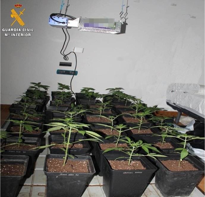 Imagen de la droga aprehendida en una plantación indoor en el norte de la provincia de Palencia.