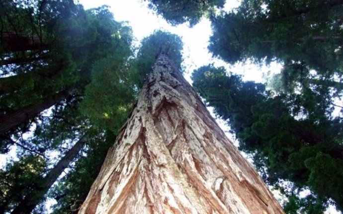 Tecnología láser mide la biomasa en los árboles más grandes del mundo