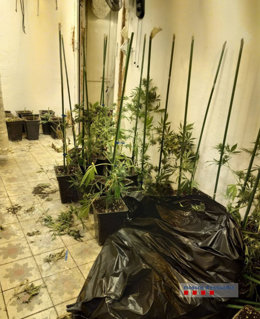 Pla mitj d'una de les habitacions amb plantes de marihuana en una foto publicada aquest dijous 15 d'octubre de 2020. (Horitzontal)