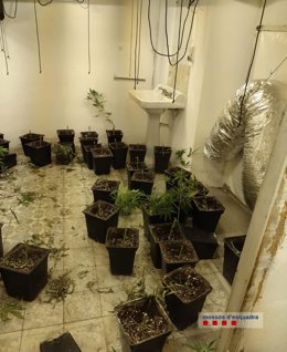Detenido por poseer 818 plantas de marihuana en su propiedad de Sarri de Ter (Girona)