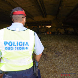Pla mitj d'un agents dels Mossos en la inspecció a una explotació ramadera de Xerta denunciada per les males condicions de les installacions i dels corders. Imatge de l'11 d'cotubre del 2020 (horitzontal)