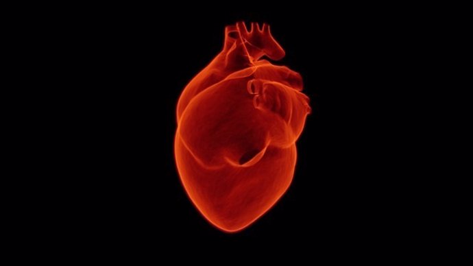 Un estudio revela por primera vez los nutrientes que utilizan los corazones norm
