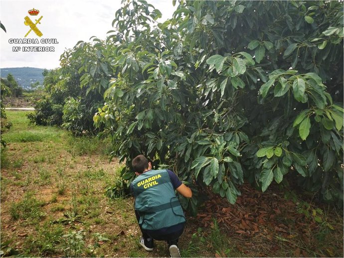 Operación de robos en explotaciones de aguacates en la provincia de Alicante