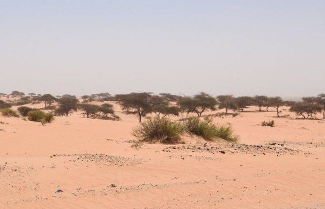 Arboles en el desierto del Sáhara Occidental