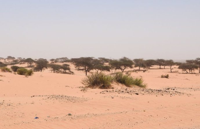 Unos 1.800 millones de árboles pueblan el Sáhara Occidental y el Sahel
