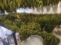 Diecisiete detenidos de una red dedicada al cultivo de marihuana en la provincia de Málaga