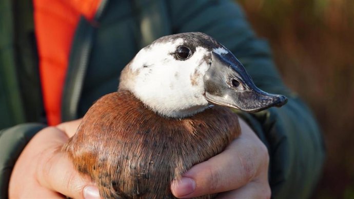 Ejemplar de malvasía cabeciblanca liberado este viernes.