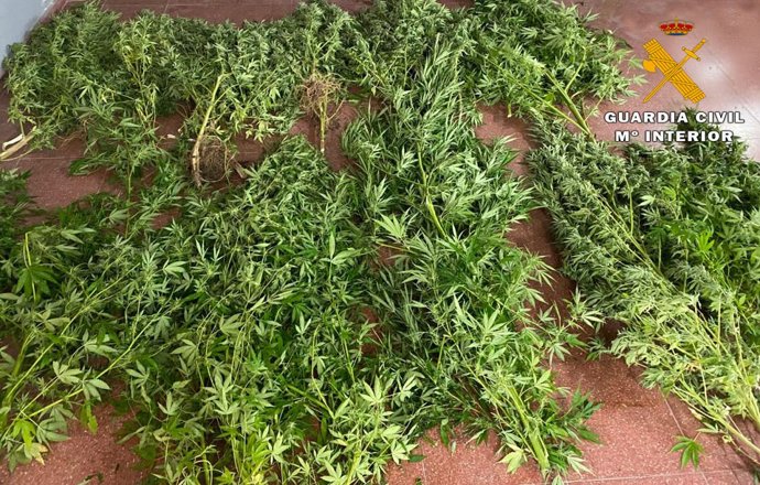 Sucesos.- Detenido por cultivar plantas de marihuana en una parcela anexa a su d