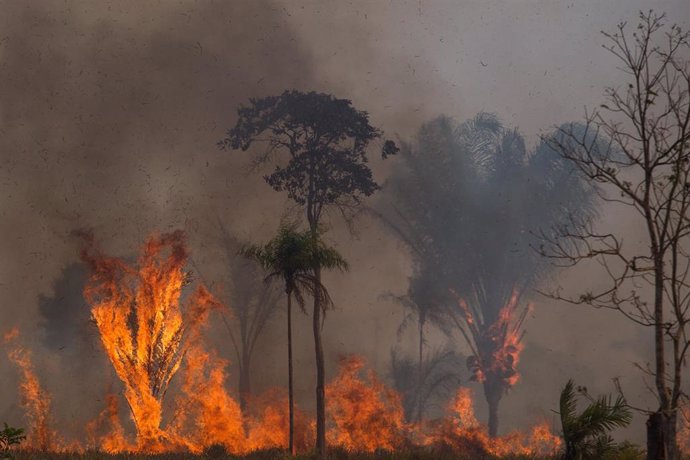 21 August 2020, Brazil, Novo Progresso: Smoke and flames rise from a fire in the Amazon forest area. Photo: Fernando Souza/dpa