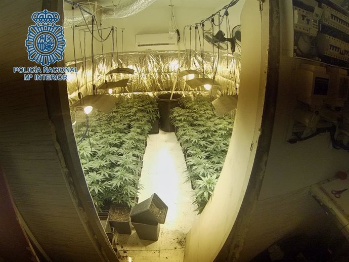 Plantación 'indoor' de marihuana localizada en las Tres Mil Viviendas