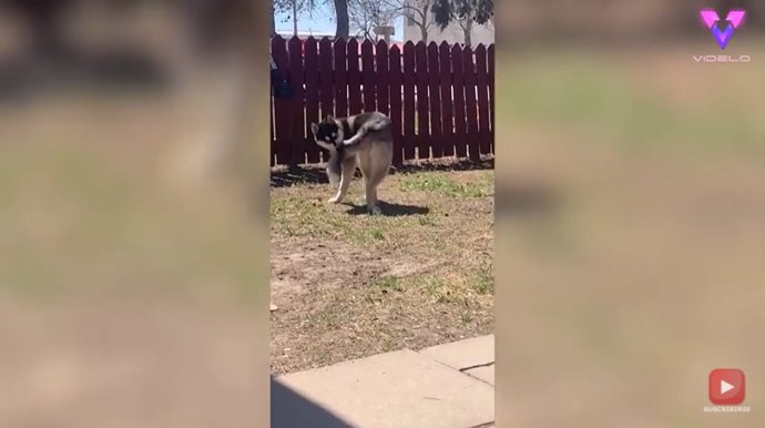Este perro juega a perseguir su propia cola y termina en el suelo