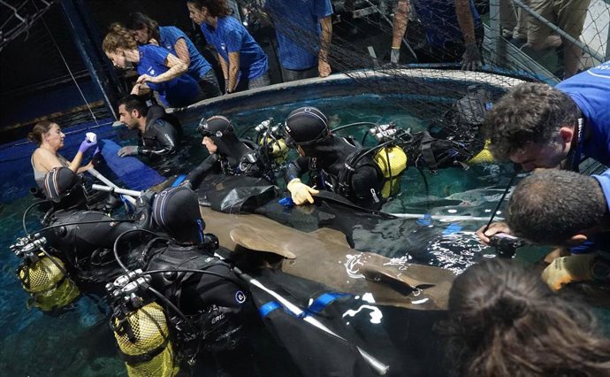 El Oceanogrfic incorpora un gran pez sierra de casi cuatro metros y 170 kilos