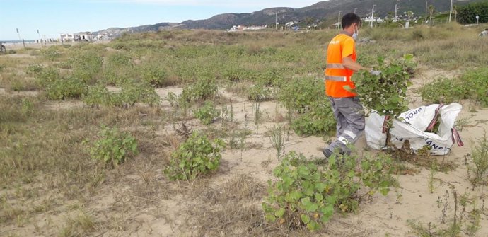 El AMB retira 2.300 kilos de vegetación invasora de las dunas de las playas del Llobregat