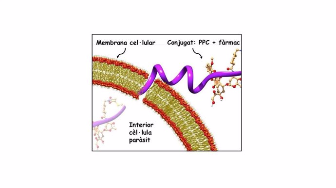 Representación de como el conjugado de péptido y fármaco se introduce en la célula del parásito