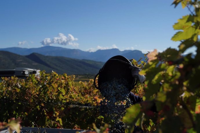 Agro.- Familia Torres celebra la cosecha y la calidad de los primeros vinos