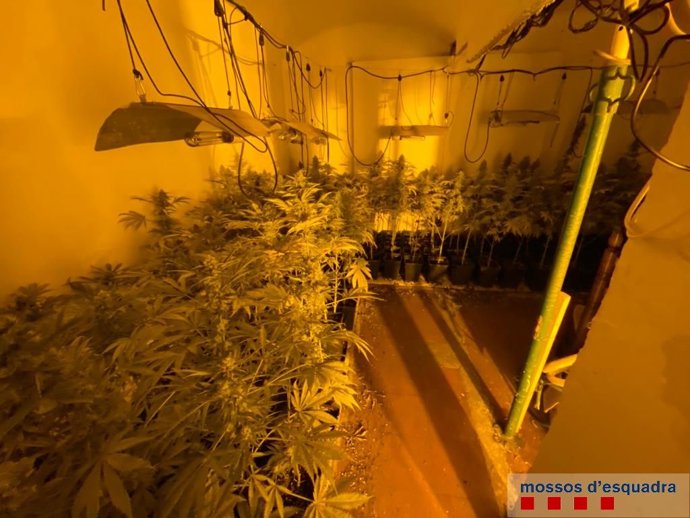 Localitzades 1.072 plantes de marihuana en un operatiu policial a Figueres (Girona).
