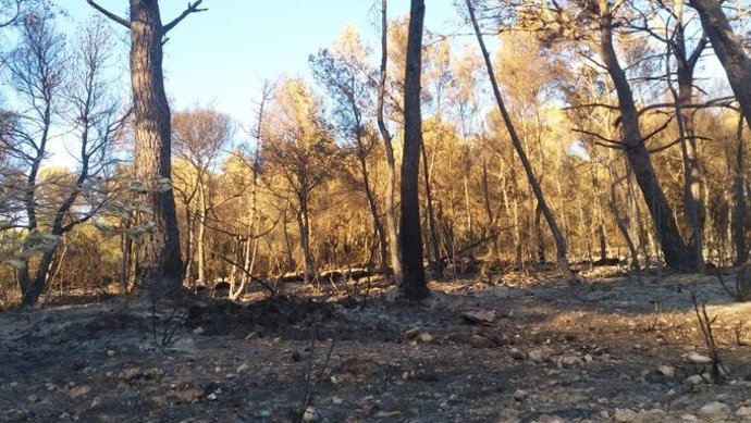 Una zona afectada por el incendio forestal del Puig den Botja, en Sant Josep.