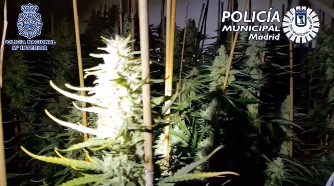 Localizan una plantación de Marihuana con más de 630 plantas en el distrito de Carabanchel