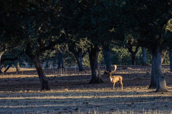Un gamo en la época de la ronca.